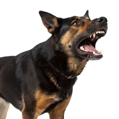 Imagen PNG para descargar